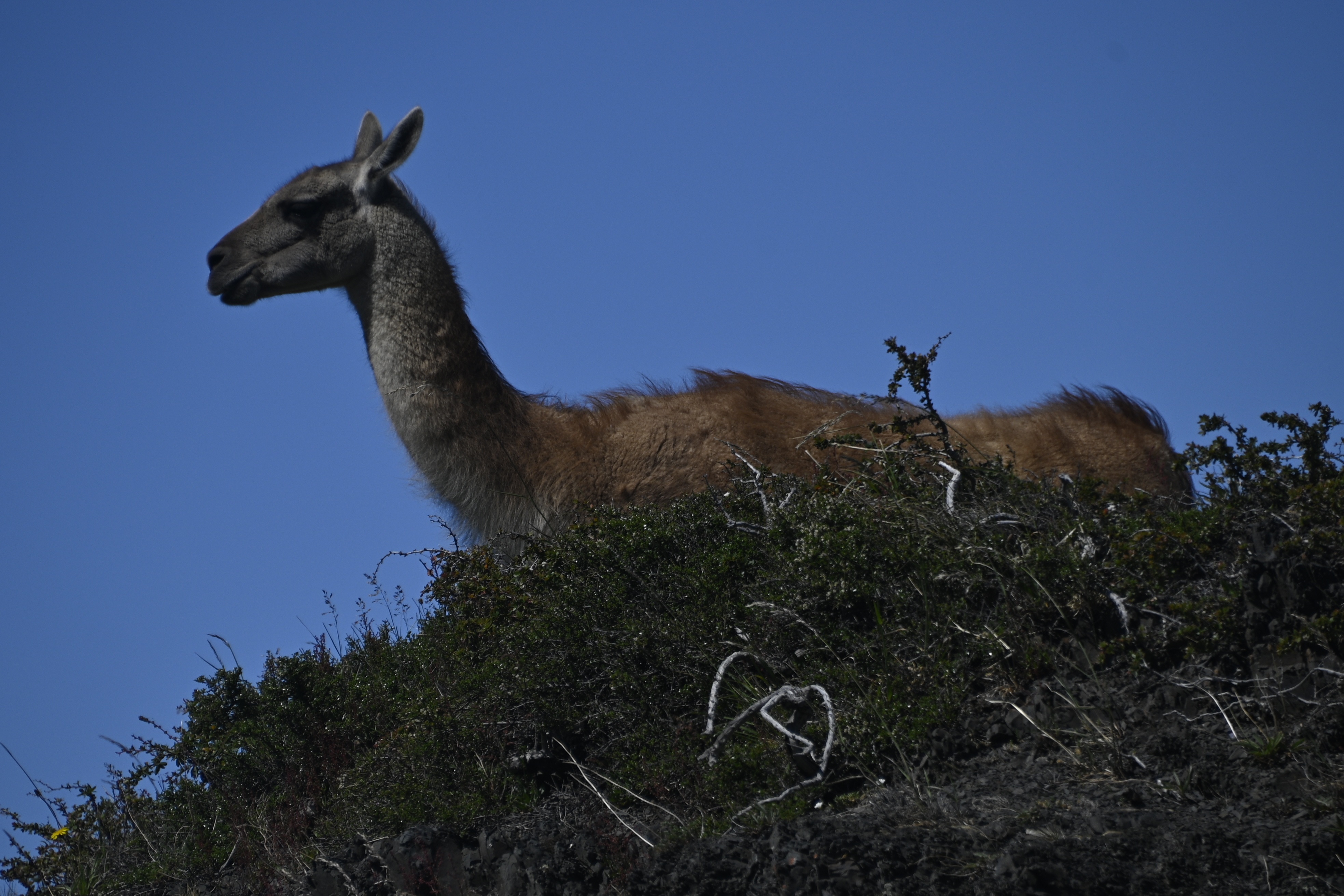 Huemul en la Patagonia